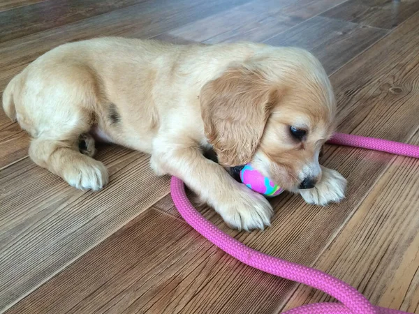 Malý kokršpaněl štěně hrát na podlaze — Stock fotografie