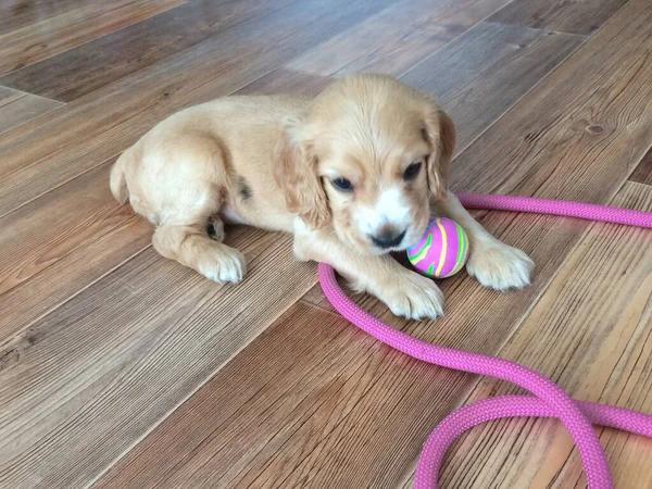 Pequeno cocker spaniel filhote de cachorro jogando no chão — Fotografia de Stock