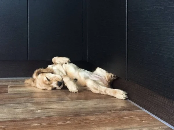 Маленький щеня спить догори ногами, спанієль спить — стокове фото
