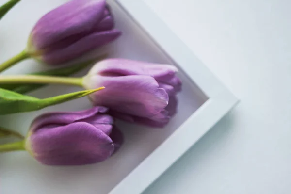 Tulipes violettes avec cadre blanc pour photo sur fond clair — Photo