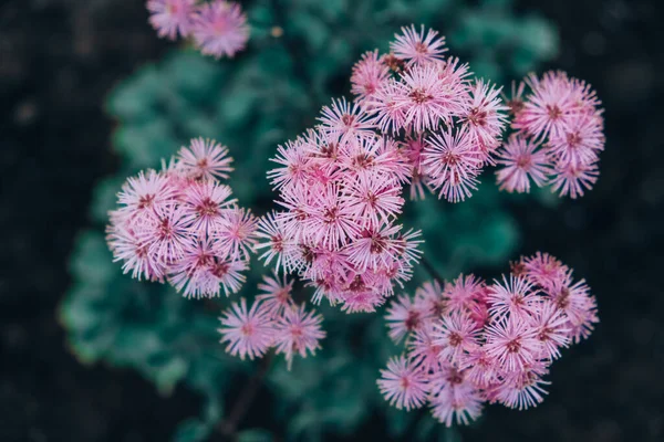 Petites fleurs roses en inflorescences sur un fond sombre — Photo