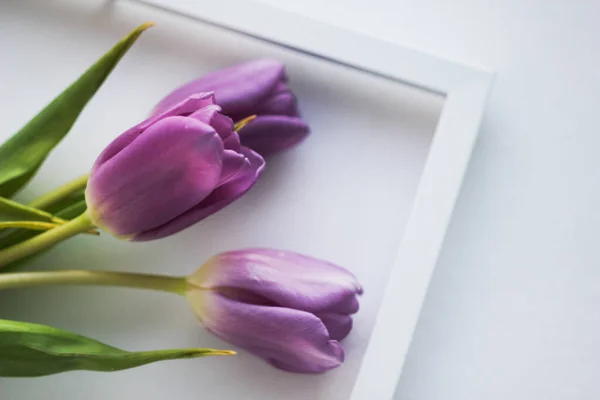 Tulipes violettes avec cadre blanc pour photo sur fond clair — Photo