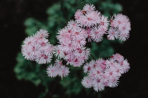 Petites fleurs roses en inflorescences sur un fond sombre — Photo