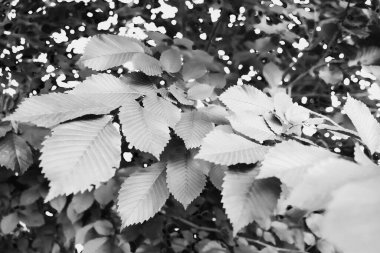 Ağaçta yeşil yapraklar, yakın plan, siyah beyaz arkaplan çiçek teması