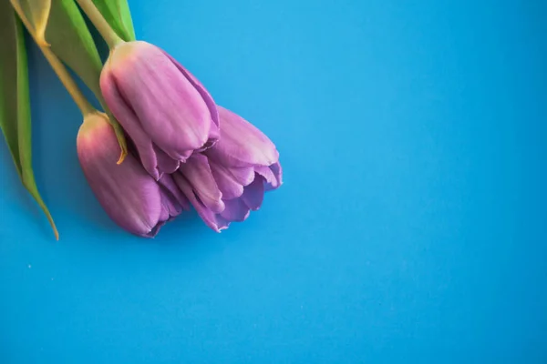 Belles tulipes sur fond lumineux avec place pour le texte — Photo