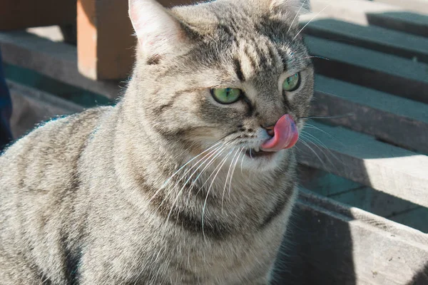 Siberian gato senta-se e lambe a língua — Fotografia de Stock