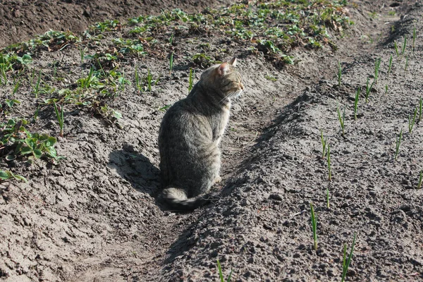 Domestic cat walks on the street and sits on the ground — Stock Photo, Image