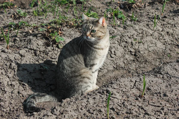 Gato doméstico caminha na rua e senta-se no chão — Fotografia de Stock