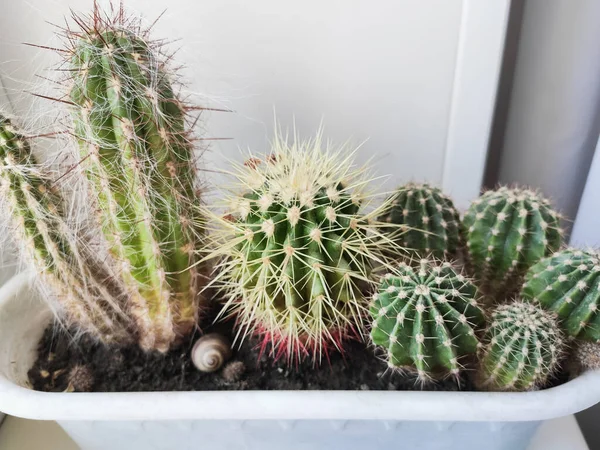 Composição de vários cactos em um pote — Fotografia de Stock