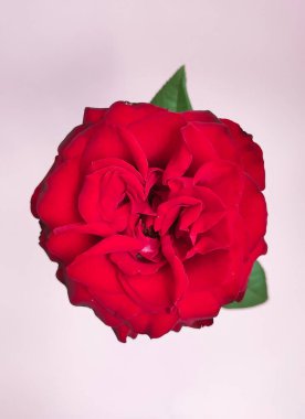 Pembe arka planda yalnız, güzel kırmızı gül