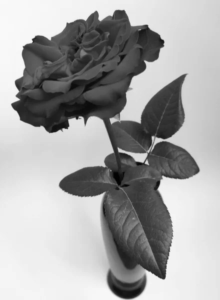 Belle rose en vase noir sur fond — Photo
