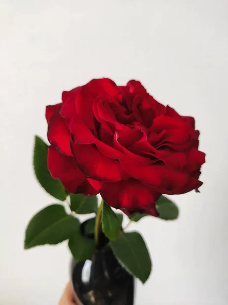 Rosa roja hermosa solitaria sobre un fondo claro —  Fotos de Stock