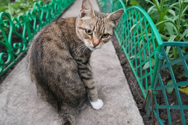 国内の猫は通りを歩き地面に座り — ストック写真