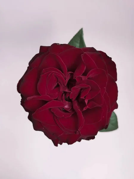 Rosa roja hermosa solitaria sobre fondo rosa —  Fotos de Stock