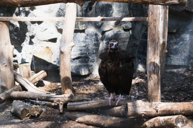 Esaret altındaki kuşlar, hayvanat bahçesinin tutsakları.