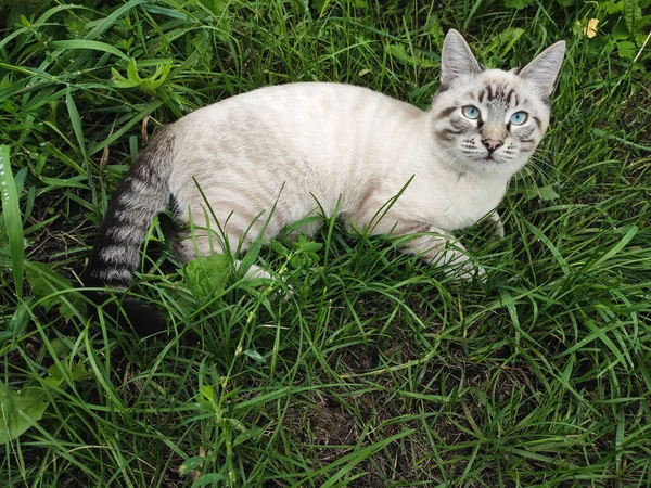 Pequeno gatinho mentiras descansando na grama verde — Fotografia de Stock