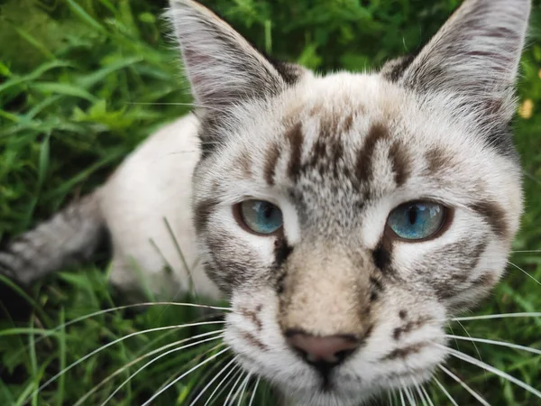 Curioso gatinho mentiras descansando na grama verde — Fotografia de Stock