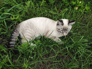 Küçük kedi yavrusu yeşil çimlerde dinleniyor.
