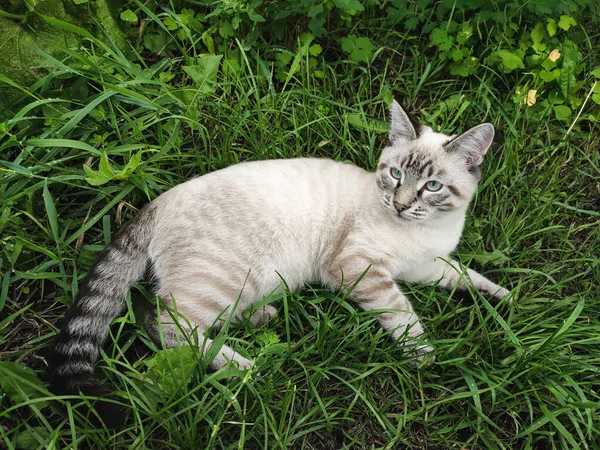 Pequeno gatinho mentiras descansando na grama verde — Fotografia de Stock