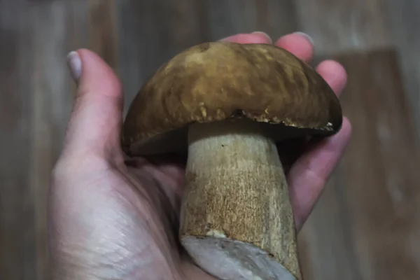 Rå svamp i handen, plocka svamp i skogen, naturlig vegetarisk mat — Stockfoto