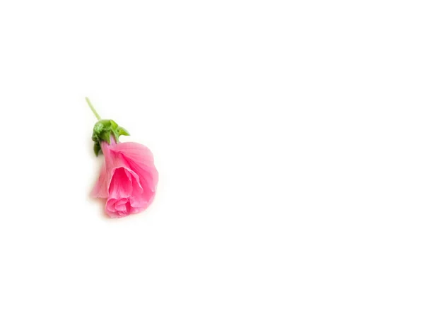 Bourgeon fleur rose sur fond blanc, carte postale — Photo