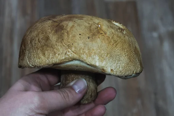 Cogumelo cru na mão, pegando cogumelos na floresta, comida vegetariana natural — Fotografia de Stock