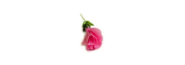 Bourgeon fleur rose sur fond blanc, carte postale — Photo