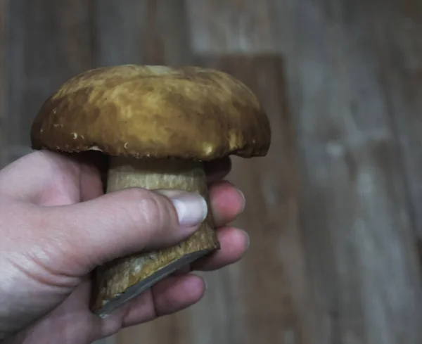 Сырые грибы в руке, сбор грибов в лесу, натуральная вегетарианская еда — стоковое фото