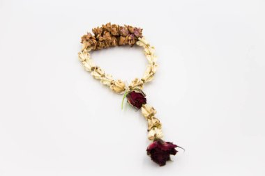 Beyaz arka planda bir kuru çiçek.