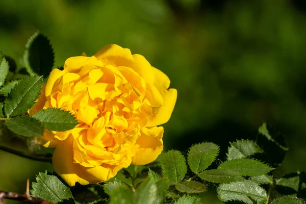 Zbliżenie Jeden Bardzo Piękny Żółty Kwiat Herbaty Róża Dorastająca Krzaku — Zdjęcie stockowe