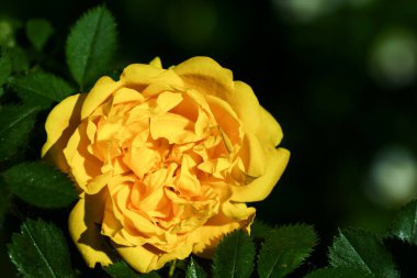 Yakından bakınca çalıların üzerinde yetişen çok güzel sarı bir çay gülü görüyorum. Kartpostallar, duvar kağıtları için fikir.