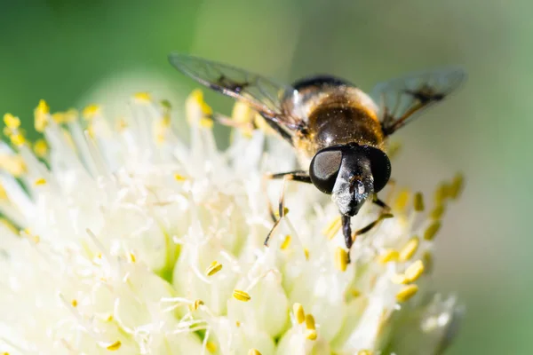 Κοντινό Πλάνο Μέλισσα Ένα Λουλούδι Κρεμμύδι Συλλέγει Γύρη Επικονίαση Των — Φωτογραφία Αρχείου