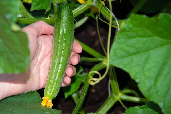 Raccolta Cetrioli Mano Femminile Raccoglie Cetriolo Dal Giardino Concetto Sana — Foto Stock