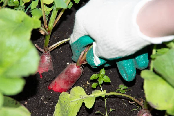 A gloved hand picks radishes from the garden. The concept of healthy natural nutrition, diet, healthy food.