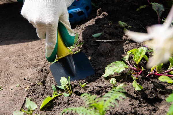 A woman\'s hand in a white garden glove scoops up weeds with a garden shovel. Gardening, weed control concept.