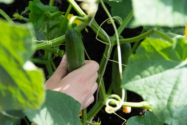 Zbieram Ogórki Kobieta Wybiera Ogórka Ogrodu Koncepcja Zdrowego Naturalnego Odżywiania — Zdjęcie stockowe