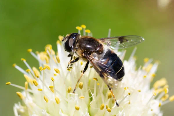 Κοντινό Πλάνο Μέλισσα Ένα Λουλούδι Κρεμμύδι Συλλέγει Γύρη Επικονίαση Των — Φωτογραφία Αρχείου