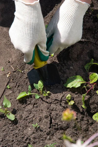 A woman\'s hand in a white garden glove scoops up weeds with a garden shovel. Gardening, weed control concept.