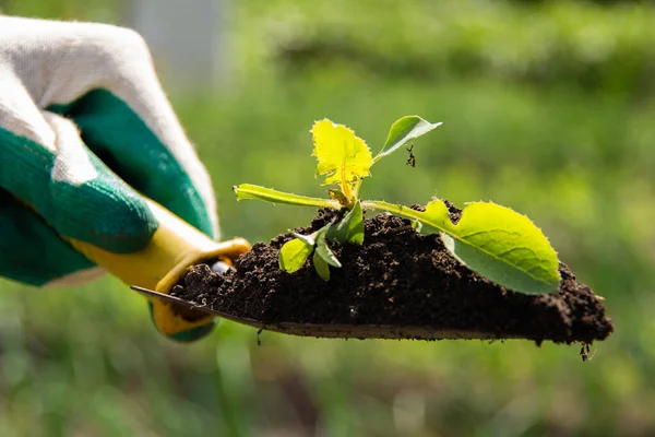 Eldivenle insan elini kapat. Toprak arka planda genç bir bitkiyi güneş ışığıyla bahçe aletinin üzerine koy. Yeni yaşam konsepti.