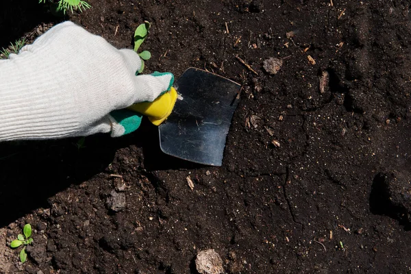 A fragment of a farmer gloved hand holding a small shovel digging earth. Gardening concept.