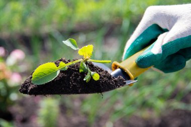 Eldivenle insan elini kapat. Toprak arka planda genç bir bitkiyi güneş ışığıyla bahçe aletinin üzerine koy. Yeni yaşam konsepti.