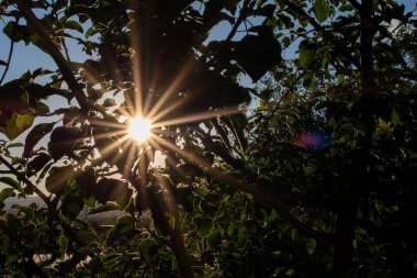 Güneşin ışınları yaprakların arasından parlıyor, ağaç dalları. Güneş bir yıldız gibidir. Doğal arkaplan.