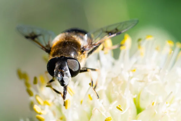 Närbild, honung bi på en lök blomma samlar pollen, pollinering av blommor. Binytta — Stockfoto