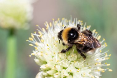Sarı ve siyah bir yaban arısının beyaz bir çiçekte tozlaşan ve nektar toplayan makro fotoğrafı, seçici odak noktasını kopyala
