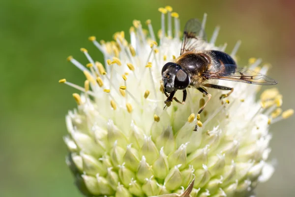 Makro Foto Ett Pollinera Och Samla Nektar Vit Blomma Kopiera — Stockfoto