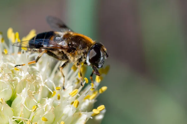 Makro Foto Ett Pollinera Och Samla Nektar Vit Blomma Kopiera — Stockfoto