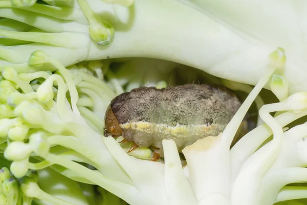 A closeup of a Green Vein Caterpillar eating a cauliflower. Caterpillar kerup plan. Insect wrecking concept in agriculture, insect pests, caterpillar destruction