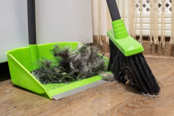 Limpiar Suelo Con Cepillo Una Cucharada Después Cepillar Una Mascota —  Fotos de Stock