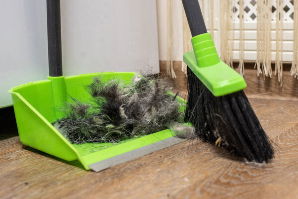 Cleaning the floor with a brush and scoop after grooming a pet, shedding dogs. Cleaning your dog's hair at home. Pet hygiene concept
