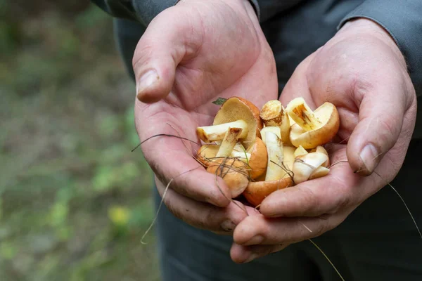 Close Male Hands Holding Mushrooms Collected Forest Fresh Tasty Boletus — Stock Photo, Image